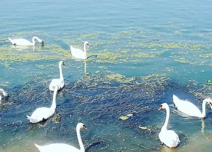 فيلة San Na Vodi